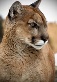 Mithilfe hochmodernen hightech equipments und neuester erkenntnisse der verhaltensforschung entstand ein packendes porträt über. 90 Puma Ideen Wilde Katzen Grosse Katzen Berglowe