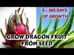 We did not find results for: Easiest Way To Sprout Dragon Fruit Seeds 0 365 Days Of Growth Youtube