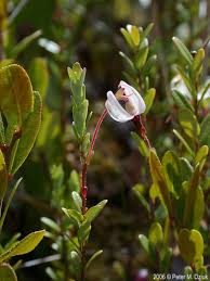 Image result for Vaccinium madagascariense