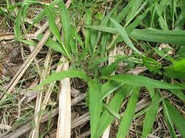 Image result for Panicum maximum