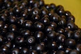 ガーデンハックルベリーって知ってますか？: 建築工房スタッフブログ