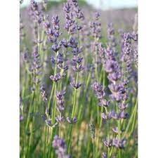 Lavender Margaret Roberts Plants Lavender Plant Growing Lavender