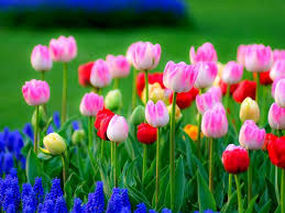 Flowers are born, grow, bloom, and eventually scatter and die. Beautiful Places Flowers Nature Home Facebook