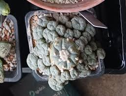 Image result for Loxodera caespitosa