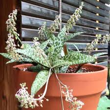 Image result for Ledebouria luteola