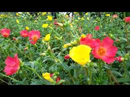 Maybe you would like to learn more about one of these? Bunga Pukul 9 Youtube