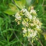 Image result for Pavetta gardeniifolia