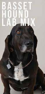 Bassador Dog A Complete Guide To The Basset Hound Lab Mix