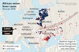 It is caused by a large dna virus. Swine Fever Warning Don T Bring Home The Bacon News The Times