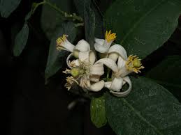 Image result for Rutaceae