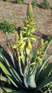 Image result for Aloe vera