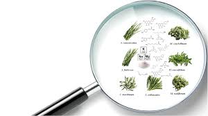 Image result for Lippia somalensis