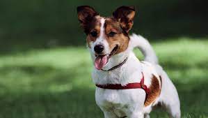Why Does Your Dog S Tongue Stick Out Here Are 4 Reasons Dogtime