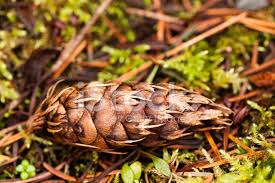 Maybe you would like to learn more about one of these? Douglas Fir Cone Stock Photos Freeimages Com