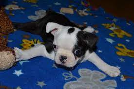 Swimmer Puppy Syndrome