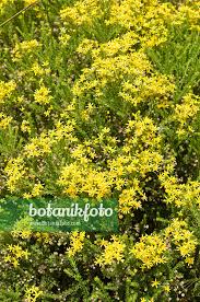 Image result for Euryops virgineus