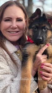 Beautiful Beau ❤️🐾😍Beau vom Haus Kaiser headed to his Furever home in  Dallas, TX with his family.This spunky little guy is so much fun. We will  miss him ❤️Be sure to follow us for more Kaiser German ...