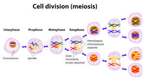 Vector Diagram Of The Meiosis Phases Stock Vector
