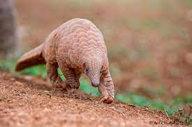 Pin On Pangolin Articles