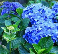 Vacationtravelogue Shopping Plants Lawn And Garden Planting Flowers