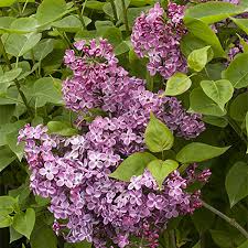 Check spelling or type a new query. Best Early Spring Flowering Plants To Attract Pollinators Finegardening