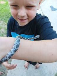 Baby snake anyone know what kind