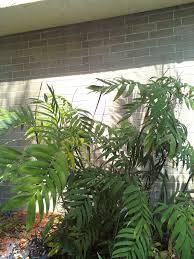 Image result for Chamaedorea radicalis