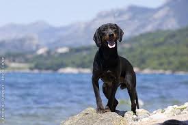 The breed is used to hunt fox, hare, and small game, o. Montenegrin Mountain Hound Yugoslavian Mountain Hound Crnogorski Planinski Gonic Unique Dog Breeds Rare Dog Breeds Hybrid Dogs