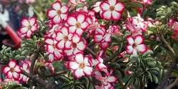 Bunga ini dapat tumbuh dengan baik di daerah gurun. Tips Melebatkan Bunga Adenium Atau Kamboja Jepang Yang Malas Berkuncup Merdeka Com