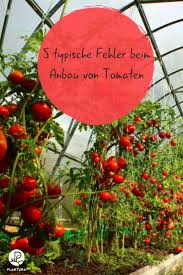 Alles über das pflanzen im gewächshaus, im freien und auf dem balkon. 5 Typische Fehler Beim Anbau Von Tomaten Plantura Tomaten Garten Tomaten Pflanzen Tomaten Zuchten
