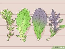 Rockcress cascading purple flower seeds (aubrieta hybrida) 50+seeds. How To Grow Mustard Greens 11 Steps With Pictures Wikihow