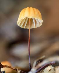 Image result for Marasmius siccus