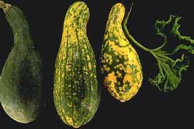 The only recognizable difference you will notice is the green and yellow colors. Zucchini Squash Gartenkurbis Transgen Datenbank Pflanzen Transgen De