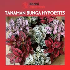 Check spelling or type a new query. Tanaman Hias Daun Merah Harga Terbaik Agustus 2021 Shopee Indonesia