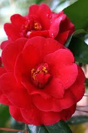 Rosehill Red Camellia Camellia Plant Flower Tea Camellia