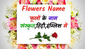 We hope that our users will be. Flowers Name In Sanskrit Hindi English à¤« à¤² à¤• à¤¨ à¤® à¤¸ à¤¸ à¤• à¤¤ à¤¹ à¤¦ à¤‡ à¤— à¤² à¤¶ à¤®