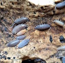 Image result for Polhillides