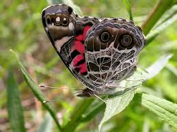 The american lady occurs from southern canada throughout the u.s. American Lady Wisconsinbutterflies Org