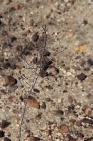 Image result for Eriospermum porphyrium