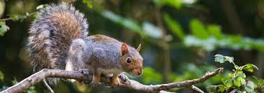 Squirrels | Wildlife Advice | RSPCA