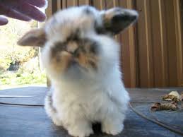 Black And White Holland Lop Rabbit Pin By Sandy Maddux On Cute Pet Rabbit Cute Animals Bunny Pictures