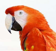 Q What Is Orange And Sounds Like A Parrot A A Carrot Animals Parrot Pet Friendly