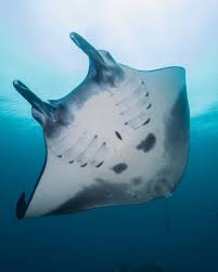 Atau ingin tahu gambar ikan paus? 5 Fakta Menarik Seputar Ikan Pari Manta Ikan Penolong Yang Ramah