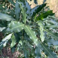 Image result for Vepris rogersii