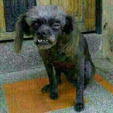 Perro Feo Perros Feos Perros Mascotas Bonitas