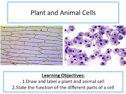We did not find results for: Ks3 Plant And Animal Cells Teaching Resources
