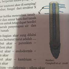 Fleksi dengan otot 6 berkontraksi, sedangkan tulang. Perhatikan Gambar Anatomi Akar Di Samping Berdasarkan Gambar Fungsi Dari Struktur X Adalah Brainly Co Id