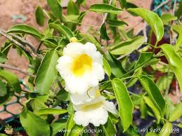 Image result for Hyparrhenia anemopaegma