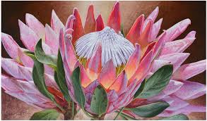 Image result for Protea enervis