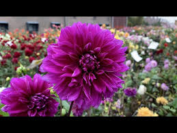 Maybe you would like to learn more about one of these? Dahlia Thomas A Edison Farmergracy Co Uk Youtube